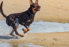A Dog Of Australian Kelpie Breed Plays On Sand And In A River Royalty Free Stock Photo