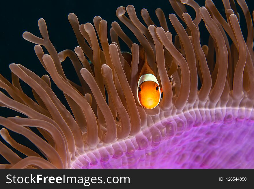 The clown anemone fish in the anemone