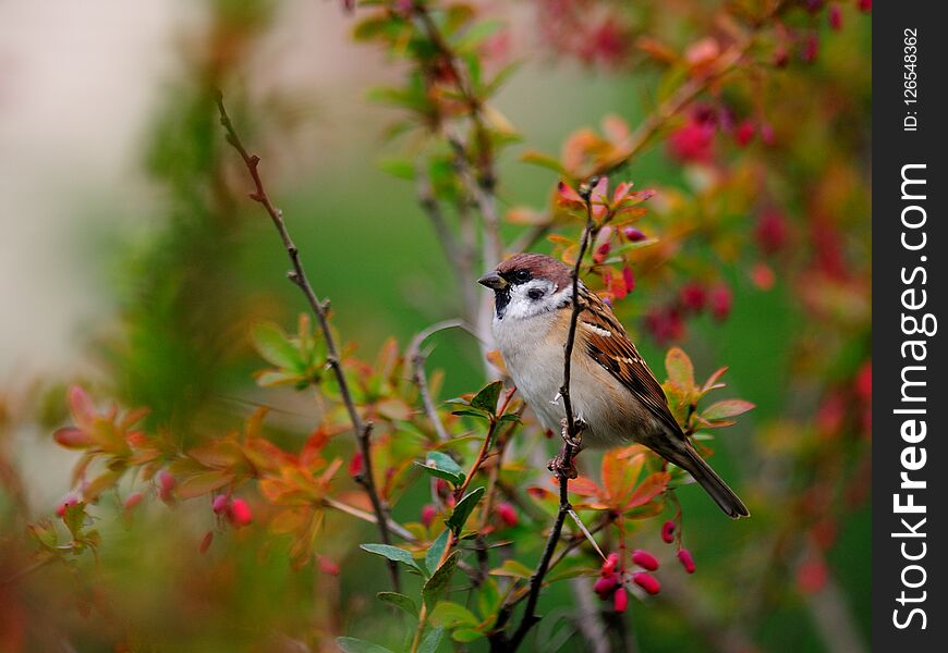 A small sparrow sits on a branch of barberry