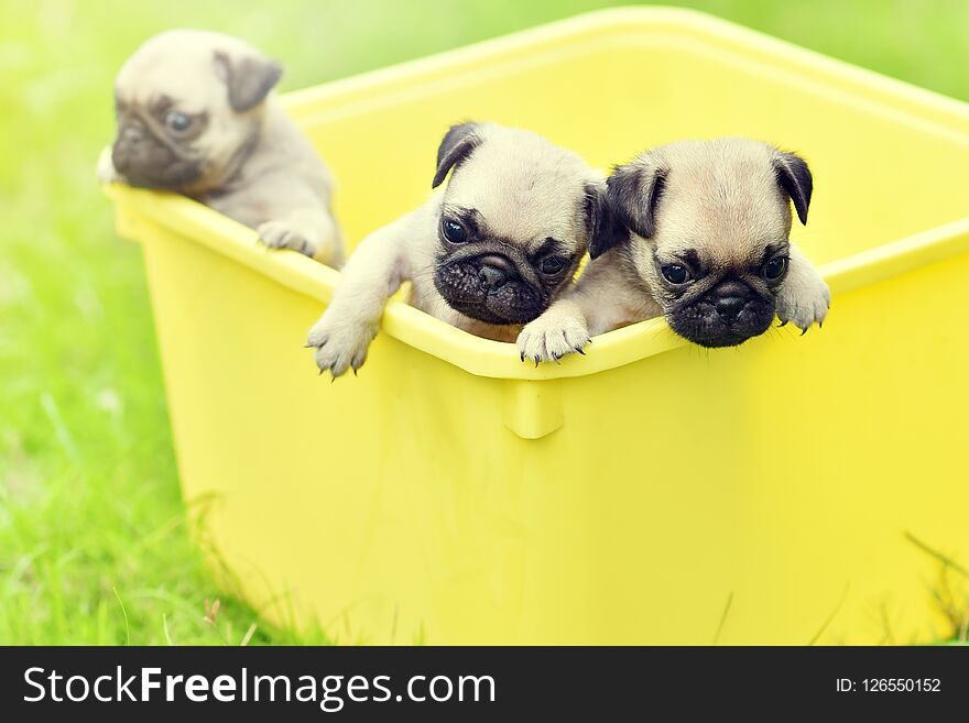 Puppies Pug In Yellow Bucket