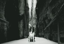 Dog Sitting On The Wooden Walkway Between High Rocks. Black And White Border Collie In Sandstones Cliffs. Royalty Free Stock Photos