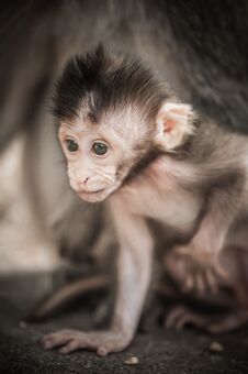 Adorable Little Baby Macaque Monkey At Sacred Monkey Forest Stock Photos