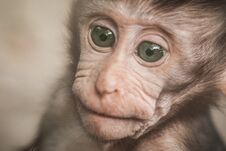 Adorable Little Baby Macaque Monkey At Sacred Monkey Forest Royalty Free Stock Photo