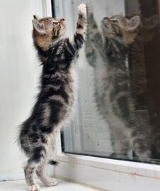A Small Kitten With A Marble Color And Its Reflection In The Gla Royalty Free Stock Image