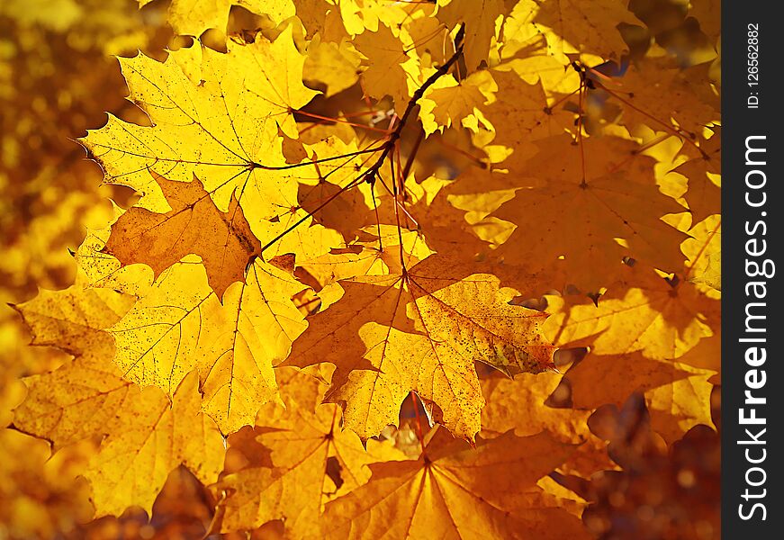 Golden foliage of bright autumn maple. Golden foliage of bright autumn maple