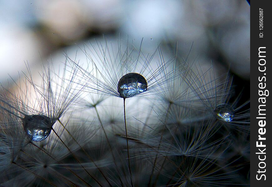 Rain drops on dandelion seed. Rain drops on dandelion seed