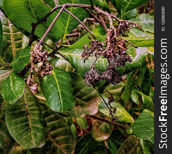 Plants in Goa