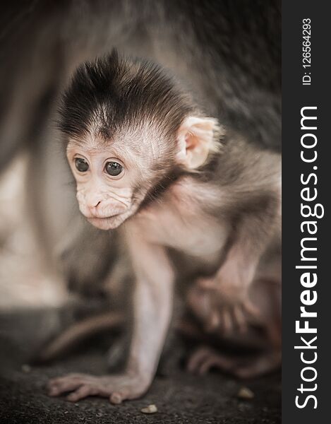 Adorable little baby macaque monkey at Sacred Monkey Forest