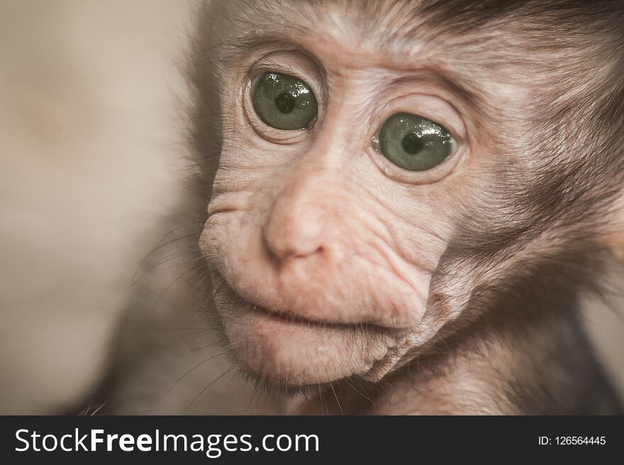 Adorable little baby macaque monkey at Sacred Monkey Forest