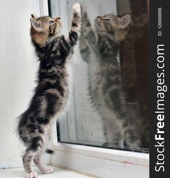 A small kitten with a marble color and its reflection in the glass