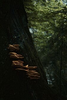 Mushroom Growing On Tree In Dark Forest Royalty Free Stock Photos