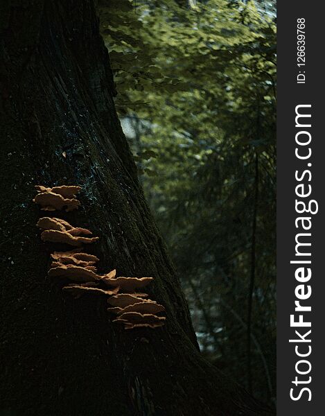 Mushroom growing on tree in dark forest with some sun lit trees behind