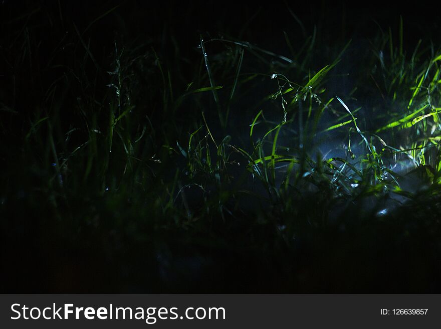Small Part Of Grass Field With Spotlighted