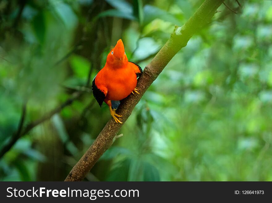 Male of Andean Cock-of-the-rock Rupicola peruvianus lekking and dyplaing in front of females, typical mating behaviour, beautiful orange bird in its natural enviroment, amazonian rain forest, Brazil