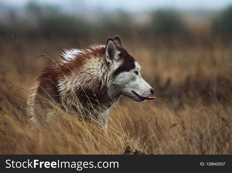 Siberian husky walks in the rain against the autumn landscape