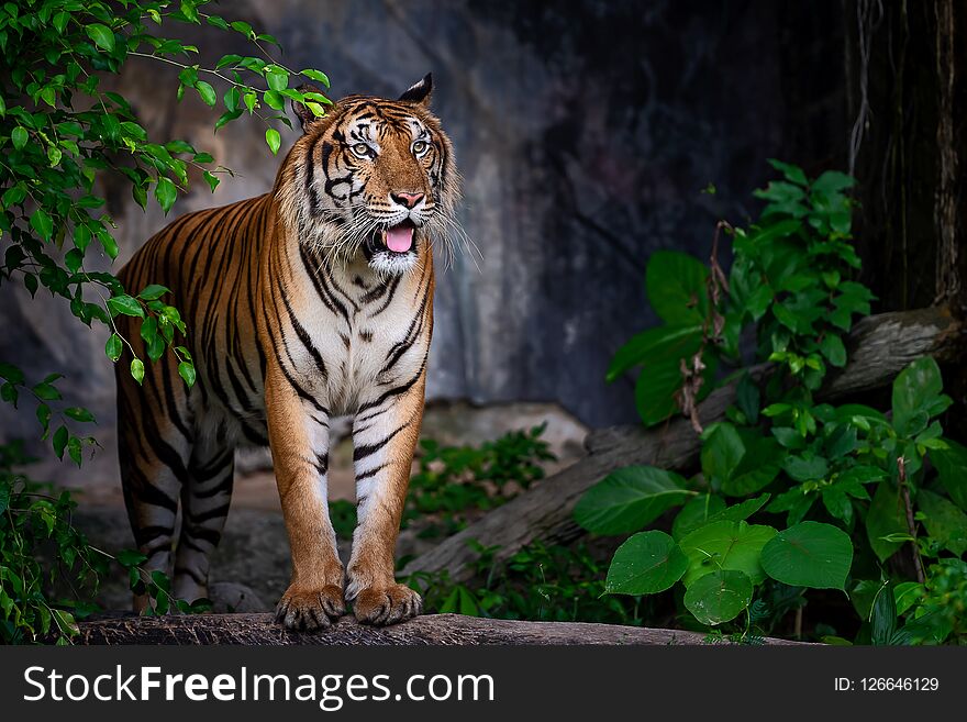 Portrait of standing adult Indochinese tiger outdoors. Panthera tigris corbetti in the natural habitat, wild dangerous animal in the natural habitat, in Thailand. Portrait of standing adult Indochinese tiger outdoors. Panthera tigris corbetti in the natural habitat, wild dangerous animal in the natural habitat, in Thailand.