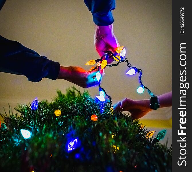 Two people stringing colorful Christmas light around an evergreen tree. Indoor Christmas decorating together. Hands holding lights. Two people stringing colorful Christmas light around an evergreen tree. Indoor Christmas decorating together. Hands holding lights.