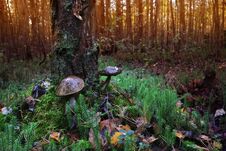 Mushrooms From An Old Tree In A Mysterious Forest At Sunset. Royalty Free Stock Photography