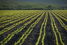 Green Rows Of A Crop Growing In Mexico Royalty Free Stock Images