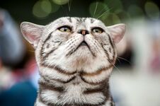 American Short Hair Cat Looking Up Close-up Portrait Stock Photography