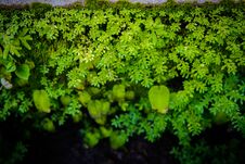 Free Exotic Tropical Ferns With Shallow Depth Of Field Stock Images - 126669634