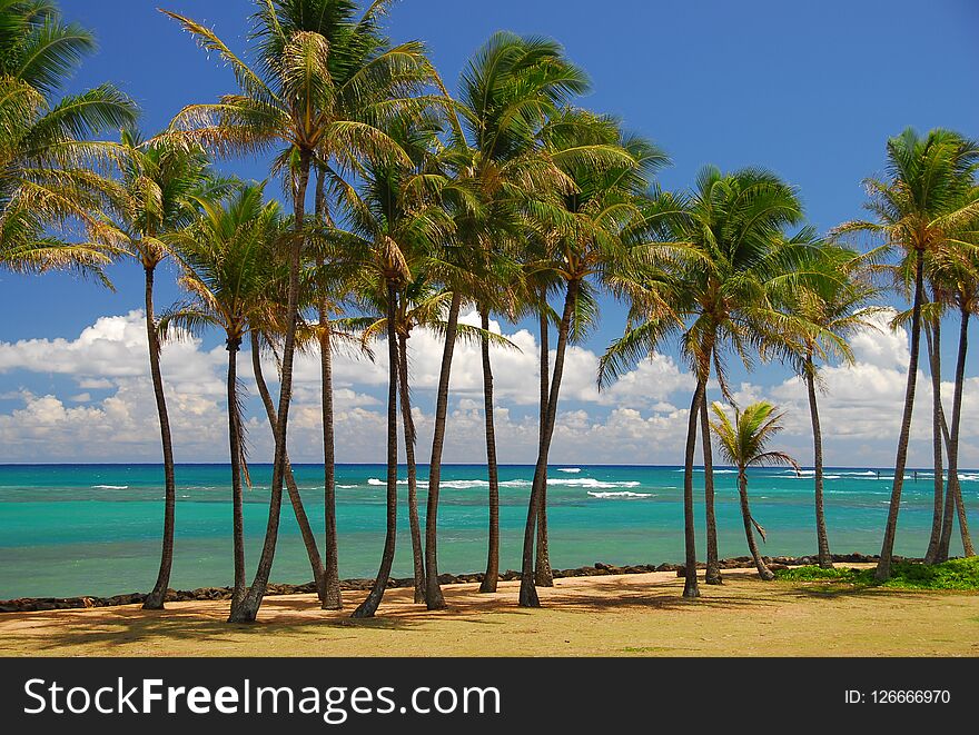 Tropical breezes among palm trees in Kauai
