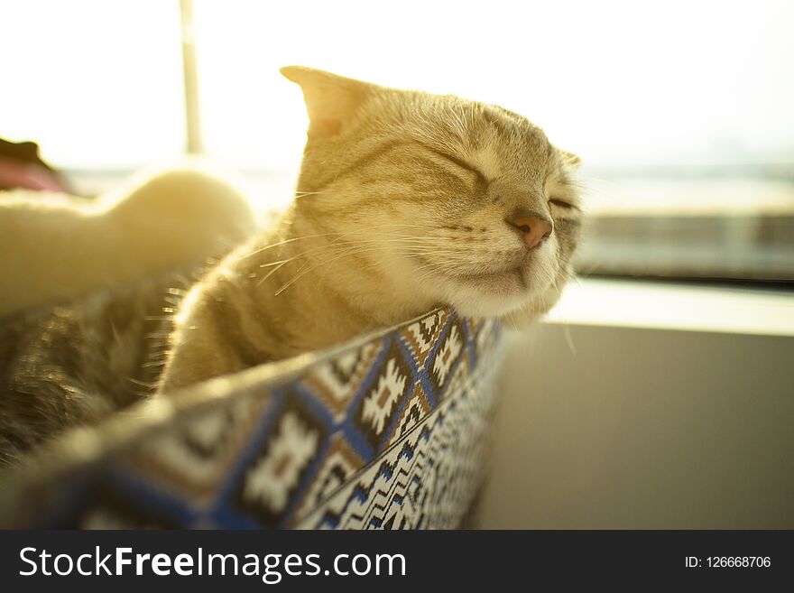 Cat Sleep On A Window Sill