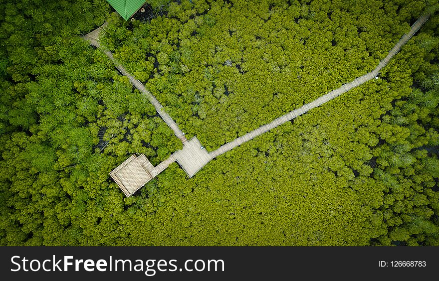 Aerial view, Viewpoint of Mangroves in Tung Prong Thong or Golden Mangrove Field at Estuary Pra Sae, Rayong, Thailand. Aerial view, Viewpoint of Mangroves in Tung Prong Thong or Golden Mangrove Field at Estuary Pra Sae, Rayong, Thailand