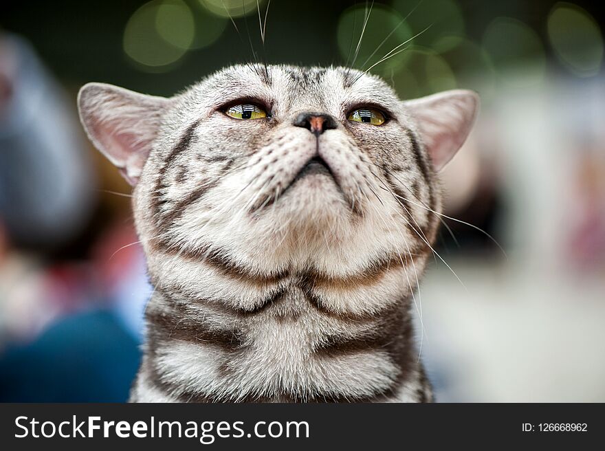 American short hair cat looking up close-up portrait on blurred lights background