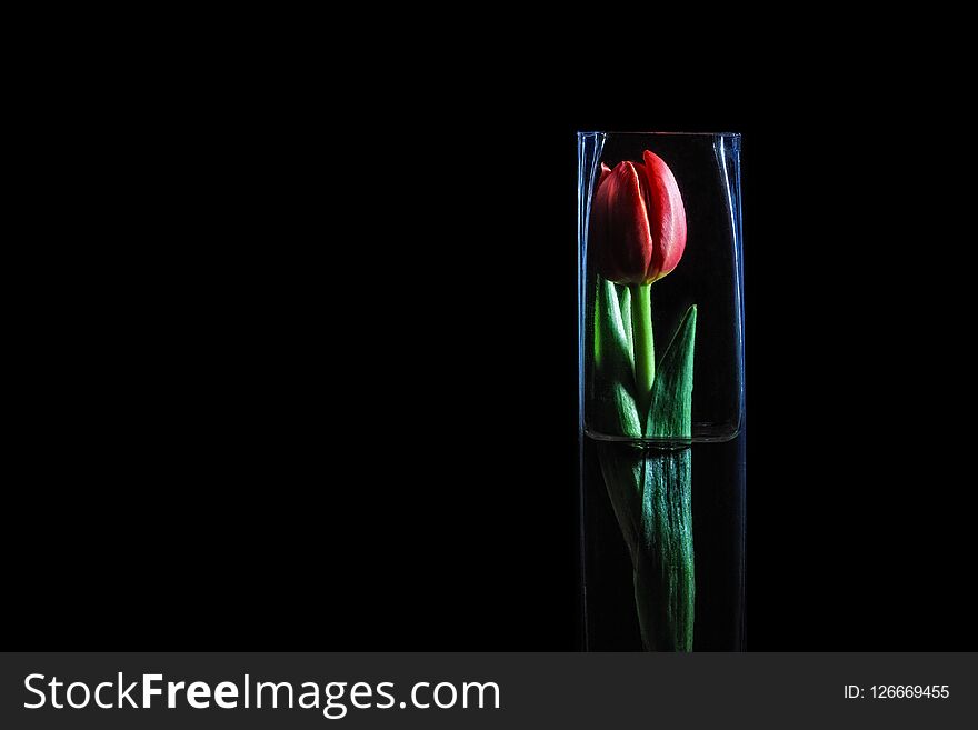 Red tulip in glass vase on black background.