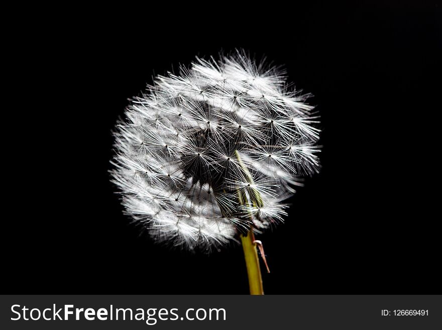 Dandelion isolated on black background. Dandelion isolated on black background