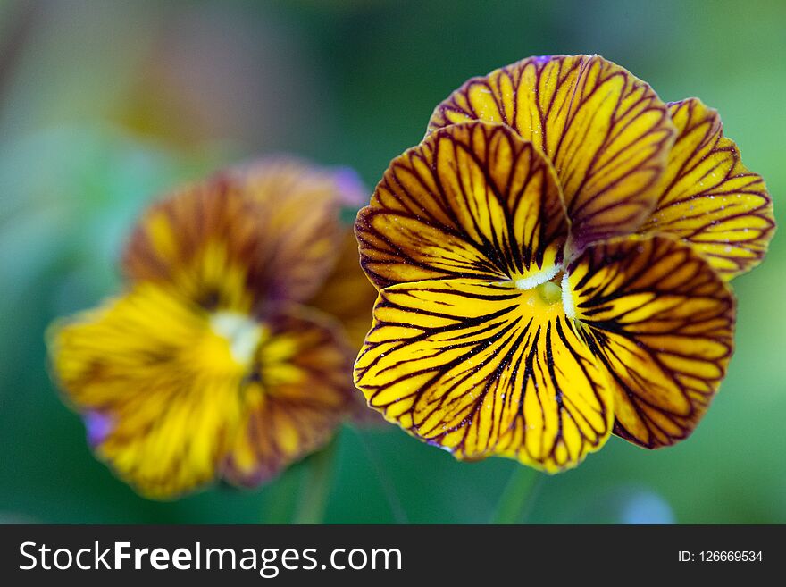 Close up of a Viola Tiger Eyes Pansy flowers. Close up of a Viola Tiger Eyes Pansy flowers