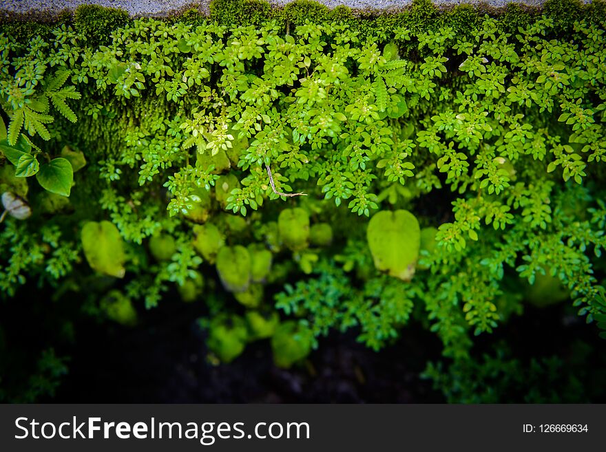 Exotic tropical ferns with shallow depth of field. green nature background