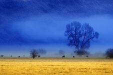 Misty Morning In Valley With Trees And Cattle Animals Royalty Free Stock Photo
