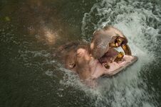 Hippopotamus In The Water Royalty Free Stock Photography