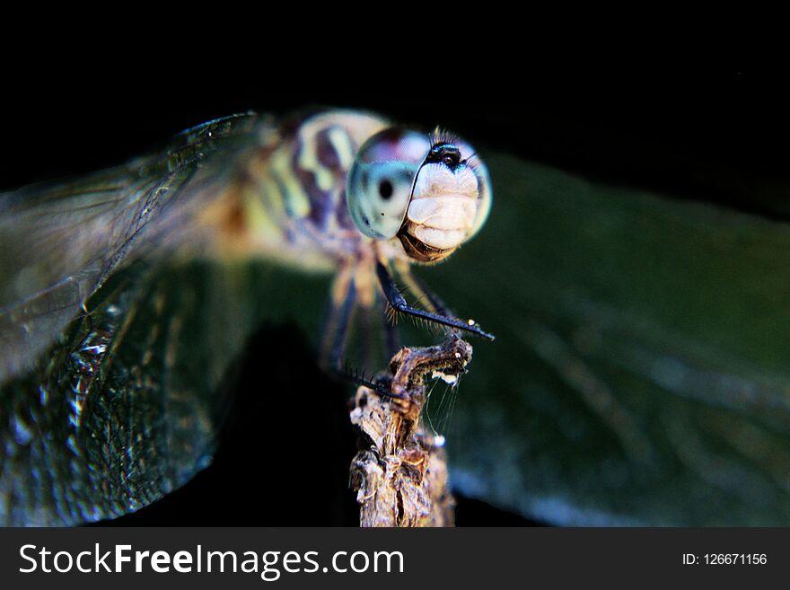 Macro shot of a dragonfly. Macro shot of a dragonfly.