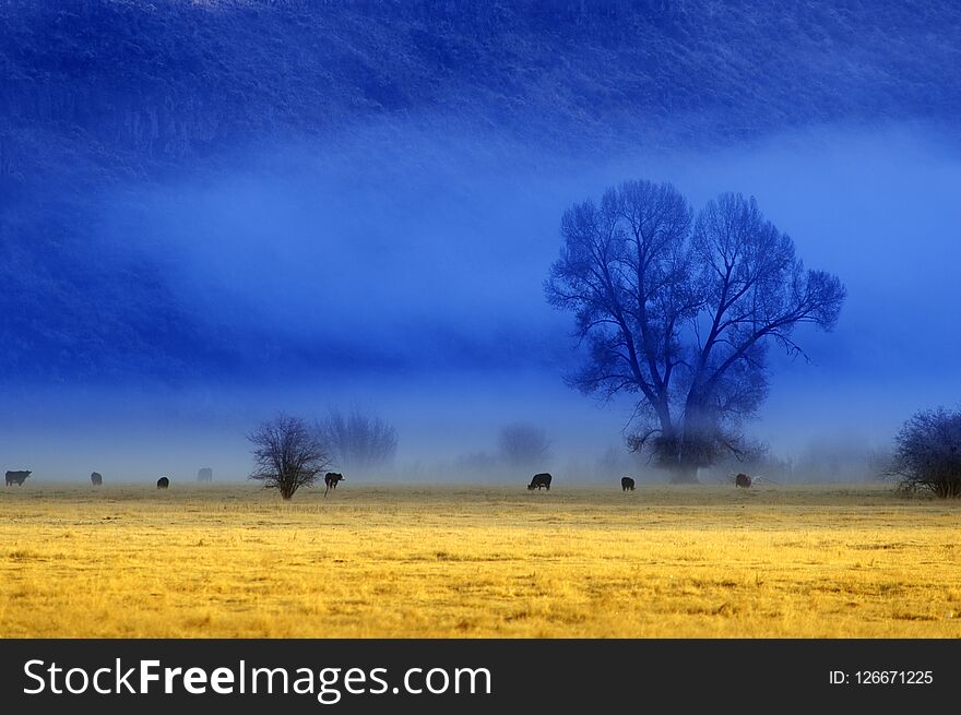 View of misty morning in valley with trees and cattle animals