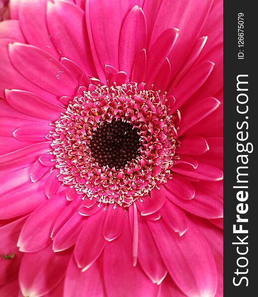 Approach To Pink Gerbera Flower, Background And Texture