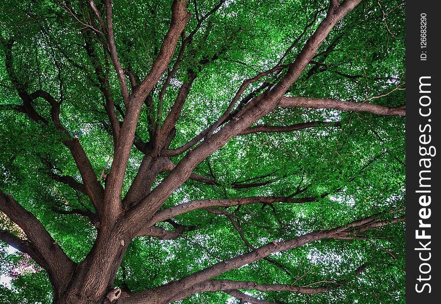 Leaf and tree,sunshine and Beautiful nature,Abstract branch and leaves.