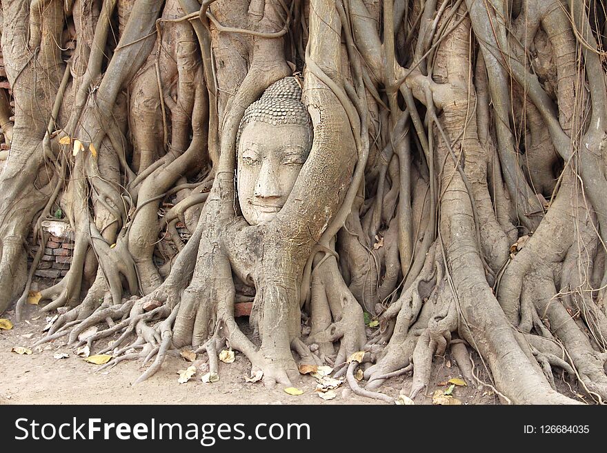 Head Of Sandstone Buddha At Wat Mahathad Temple