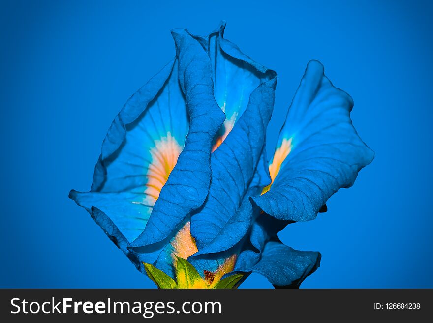 Blue flower on blue background. Blue flower on blue background
