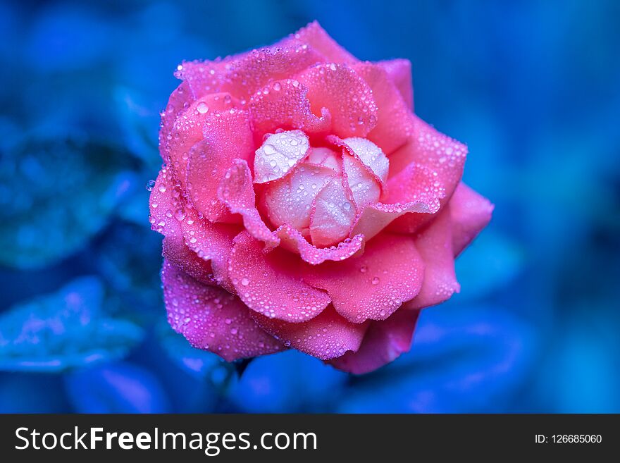 Morning dew on a rose flower in a garden. Blue background