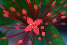 Ixora Flowers And Buds Royalty Free Stock Photography