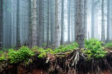 Mystical Misty Forest Royalty Free Stock Image