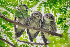 3 Birds That Live As Families Are Located On The Branches Of Trees With A White Background.Spotted Owlet Are Natural Wildlife. Res Stock Photos
