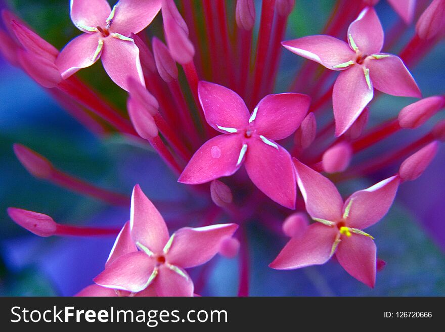 Ixora summer beauty flowers and buds. Ixora summer beauty flowers and buds