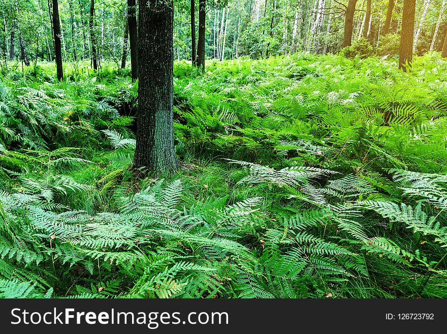 Lush fern in the forest