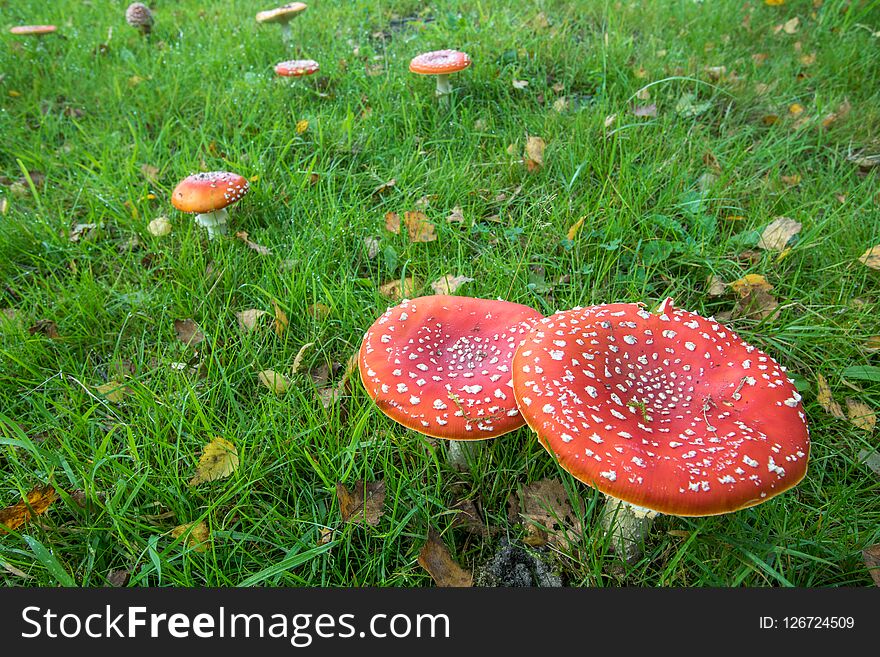 Amanita Muscaria,Red Mushroom in the forest