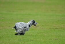 English Cocker Spaniel Running In The Field. Royalty Free Stock Photos