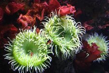 Feeding Time For Green Sea Anemone Stock Images